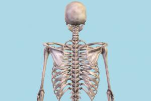 Human Skeleton Human Skeleton-3